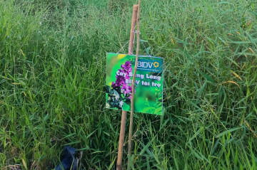 Hình ảnh trồng cây bằng lăng cho ngân hàng BIDV tại Long An 2023